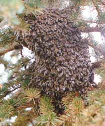 Bienenschwarm