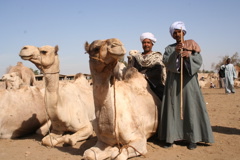 Kamelmarkt Daraw