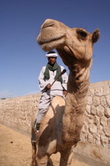 Reiter auf Kamel