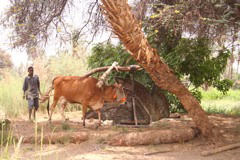 Sch&ouml;pfrad Gharb Aswan