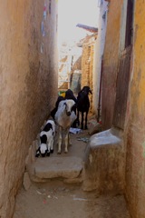 Goats in Nubian Village, Aswan
