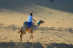Camel jockey at sunset - Aswan, Egypt