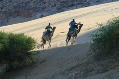 Racing camels - Aswan