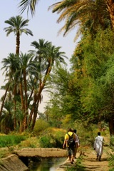 Lush african fields - Aswan, Egypt
