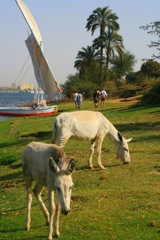 On the banks of the Nile - Aswan, Egypt