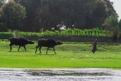Farmer and his water buffalo - Aswan, Egypt