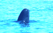 Spyhoping Pilotwhale