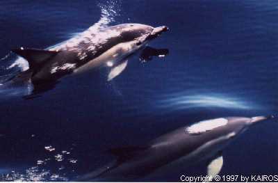 Delphinus delphis, Gew&ouml;hnlicher Delphin