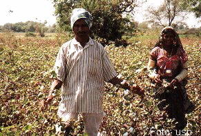 indische Baumwollfarmer