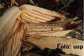 traditioneller Mais aus Zimbabwe