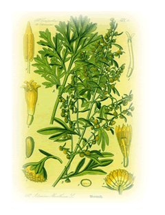 Wermut (artemisia absinthium)