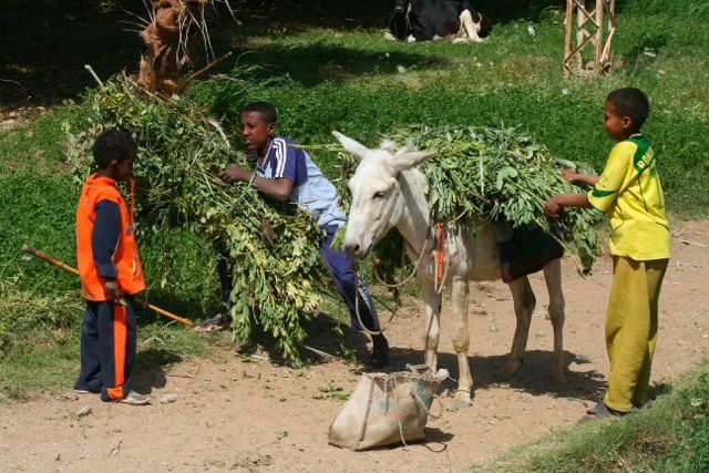 Local boys at work - Westbank, Aswan