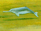 Flußdelphin