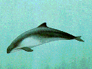 Harbour Porpoise