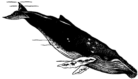 Humpback Whale