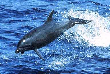 Bottlenose Dolphin